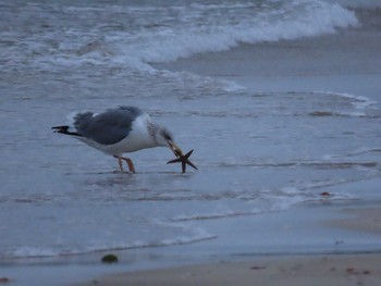 Slaty-backed Gull 福津海岸 Sun, 1/24/2021