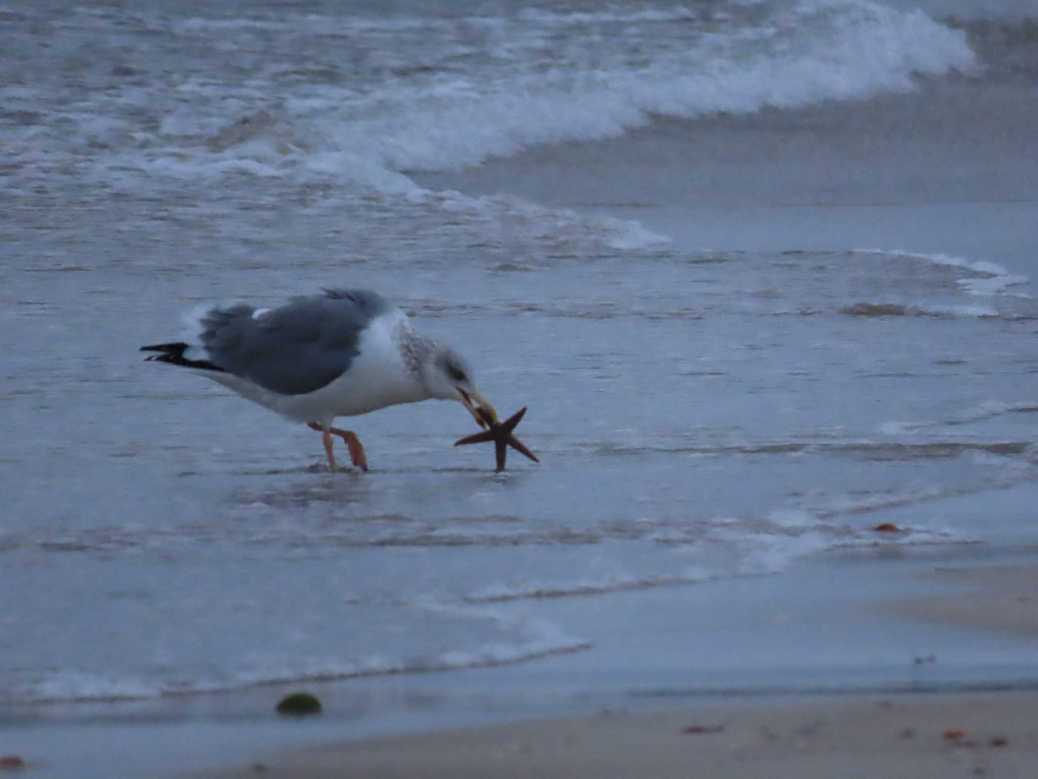 Photo of Slaty-backed Gull at 福津海岸 by 重い金属