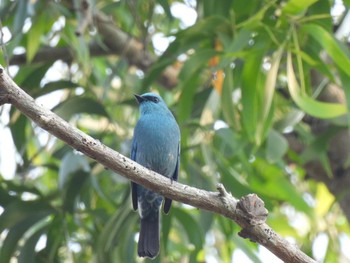 2021年2月23日(火) Khao Mai Keao Reservation Parkの野鳥観察記録