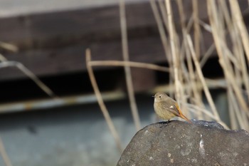 Daurian Redstart 稲葉ダム Mon, 1/18/2021