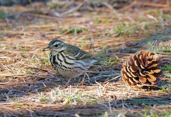 ビンズイ 都立狭山公園 2021年2月17日(水)