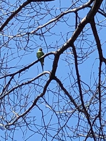 2021年2月23日(火) 林試の森公園の野鳥観察記録