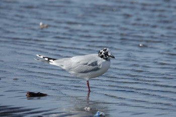 2021年2月23日(火) ふなばし三番瀬海浜公園の野鳥観察記録