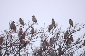 Bohemian Waxwing 十勝地方 士幌町 Sat, 2/20/2021