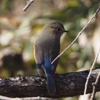 2021年2月23日(火) 北本自然観察公園の野鳥観察記録