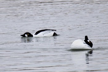 Common Goldeneye 大津漁港(中津郡豊頃町) Mon, 2/22/2021