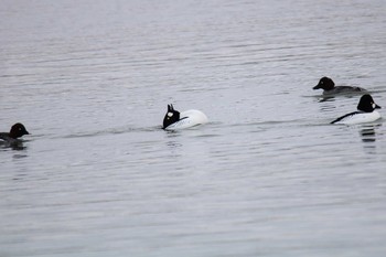 ホオジロガモ 大津漁港(中津郡豊頃町) 2021年2月22日(月)