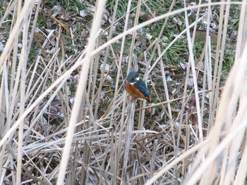 カワセミ 花島公園 2017年1月16日(月)