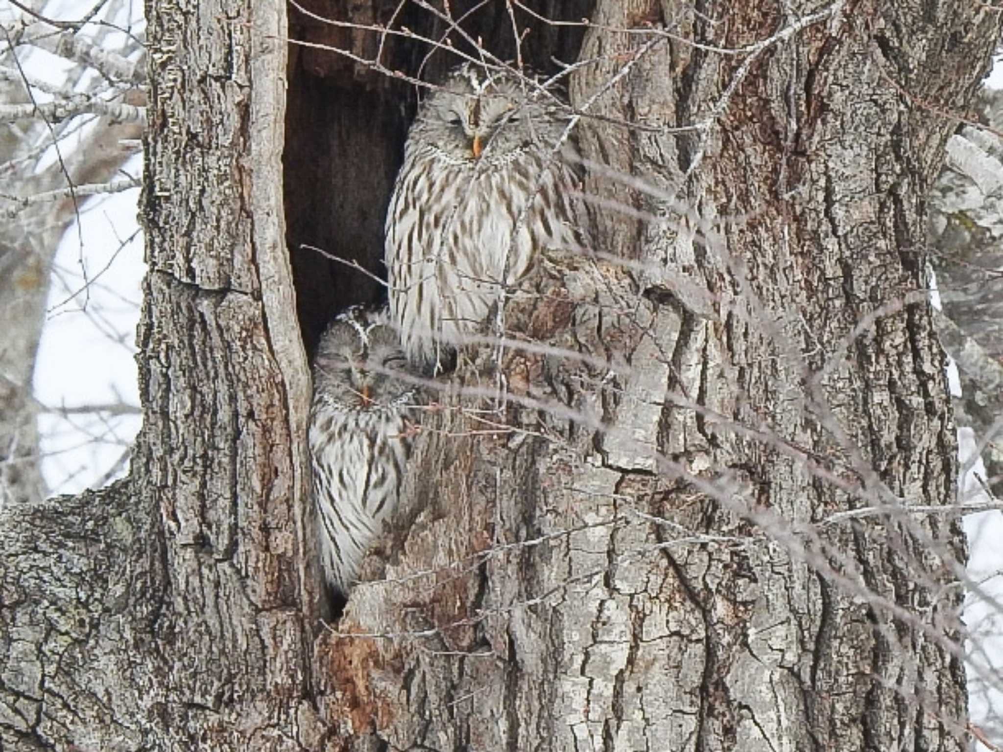 大津漁港(中津郡豊頃町) フクロウの写真