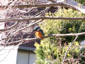 カワセミ 花島公園 2017年1月16日(月)