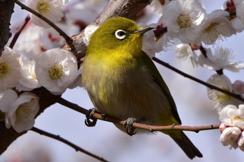 メジロ 大阪城公園 2021年2月23日(火)