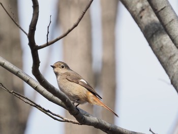 Daurian Redstart 岐阜公園 Tue, 2/23/2021