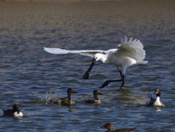 2021年2月23日(火) 多々良沼の野鳥観察記録