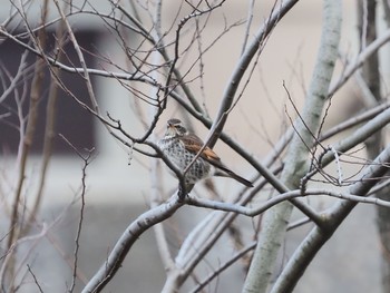 Dusky Thrush 岐阜公園 Sun, 1/17/2021