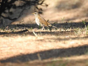 2021年2月23日(火) 葛西臨海公園の野鳥観察記録