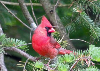 Northern Cardinal カナダ、ケベック州 Wed, 6/3/2020