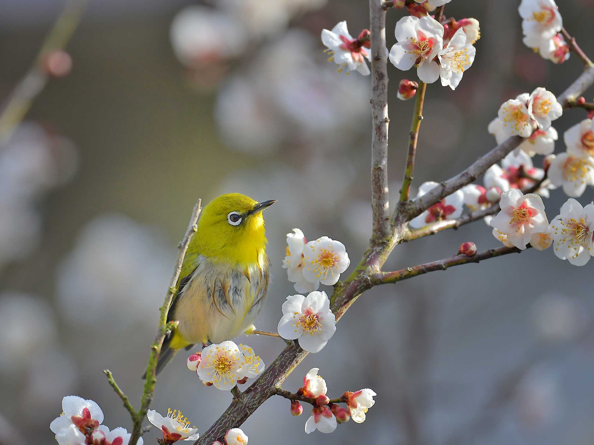 涸沼 メジロの写真 by birds@hide3