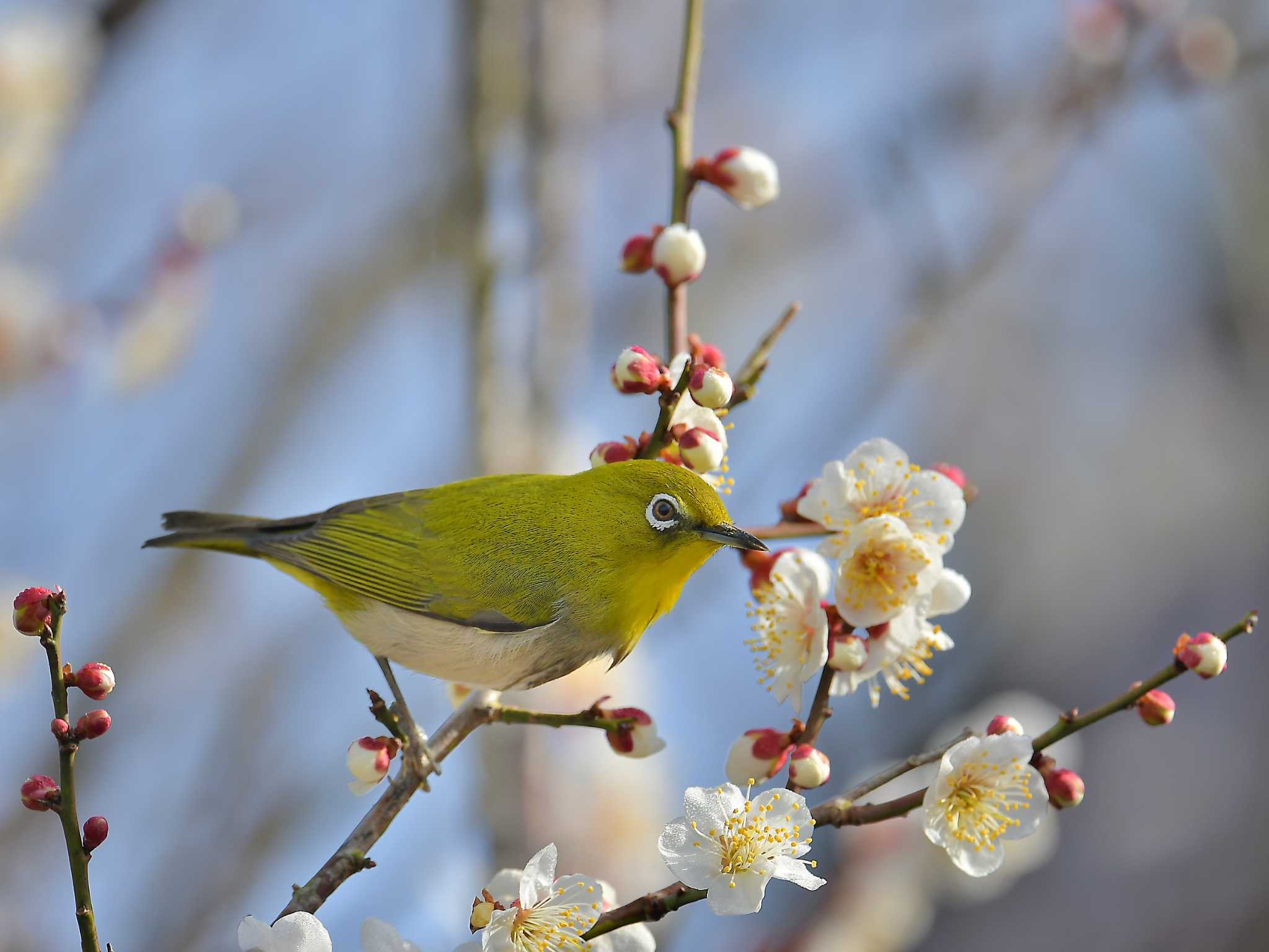 涸沼 メジロの写真 by birds@hide3