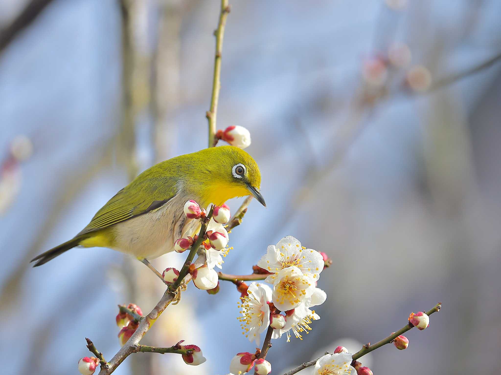 涸沼 メジロの写真 by birds@hide3