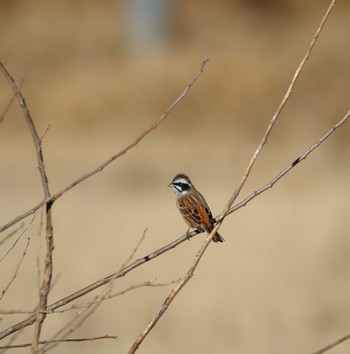 Meadow Bunting Akigase Park Mon, 1/16/2017