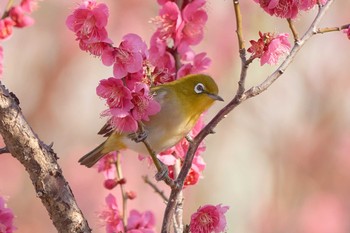 Warbling White-eye 東京都世田谷区 Sun, 2/24/2019