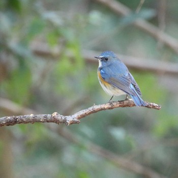 Red-flanked Bluetail Akigase Park Mon, 1/16/2017