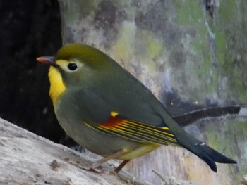 ソウシチョウ 愛知県森林公園 2021年2月23日(火)