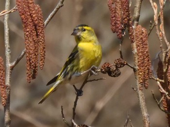 2021年2月23日(火) 愛知県森林公園の野鳥観察記録