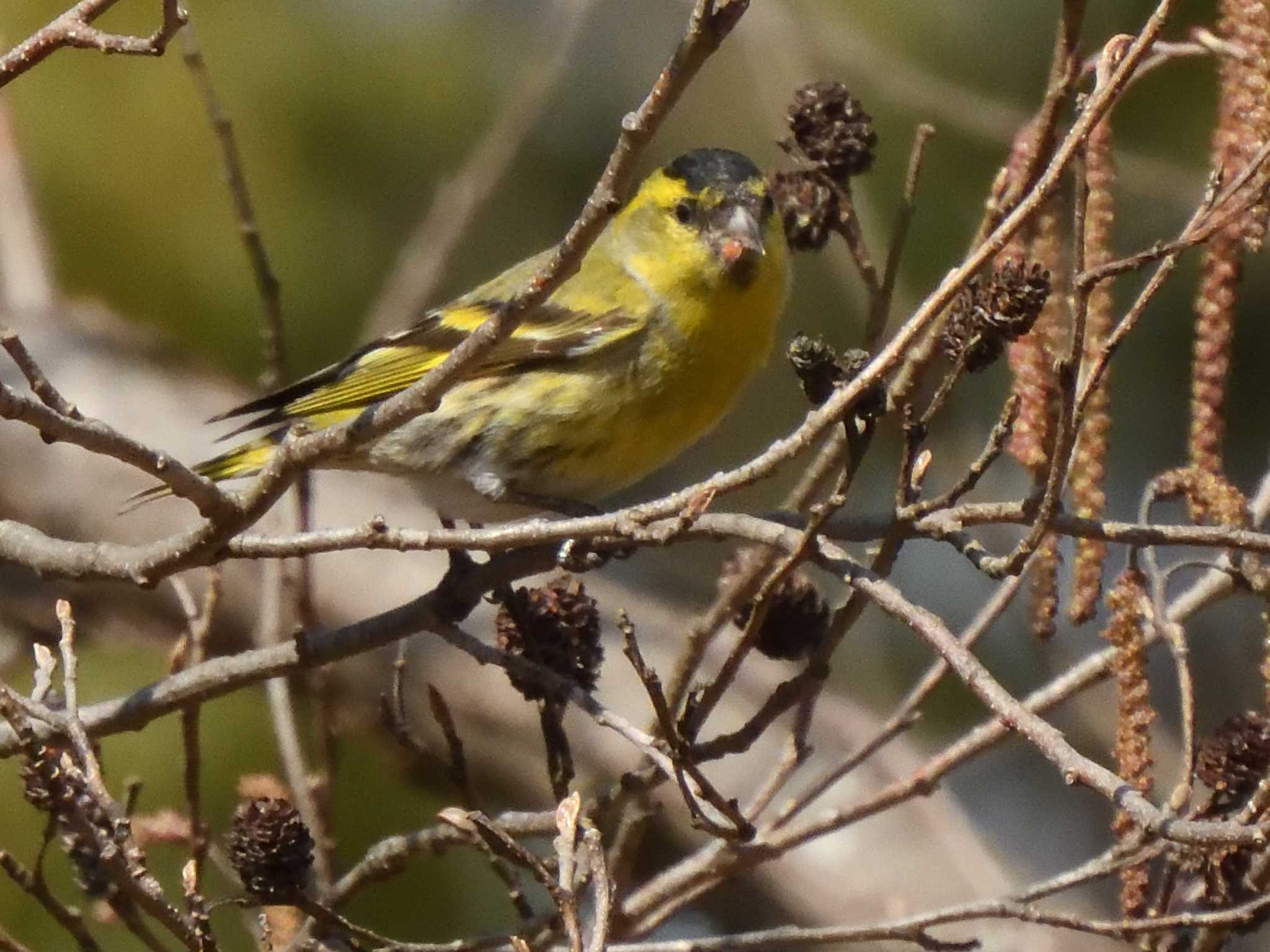 愛知県森林公園 マヒワの写真 by よつくん