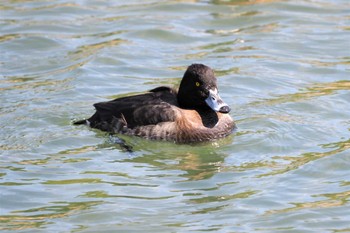 Tufted Duck 鴨川 Mon, 2/22/2021