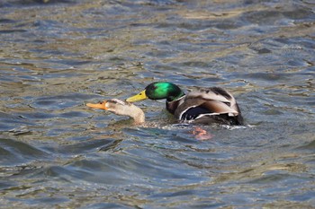 Mallard 鴨川 Mon, 2/22/2021