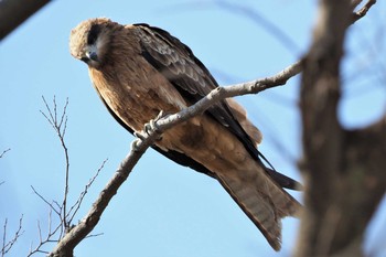 Black Kite 鴨川 Mon, 2/22/2021