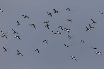 Common Merganser 網走川河口 Thu, 1/5/2017