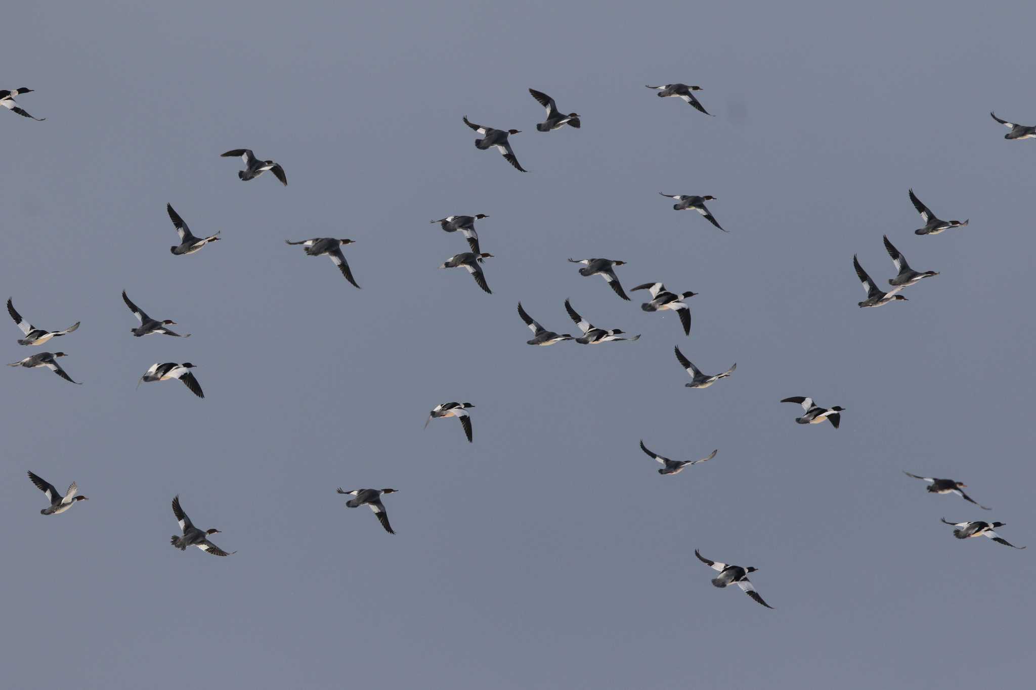 Common Merganser