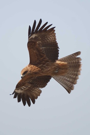 Black Kite 稲城北緑地 Fri, 2/21/2020