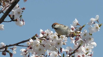 ニュウナイスズメ 場所が不明 2020年4月4日(土)