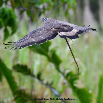 2021年2月23日(火) 石垣島の野鳥観察記録