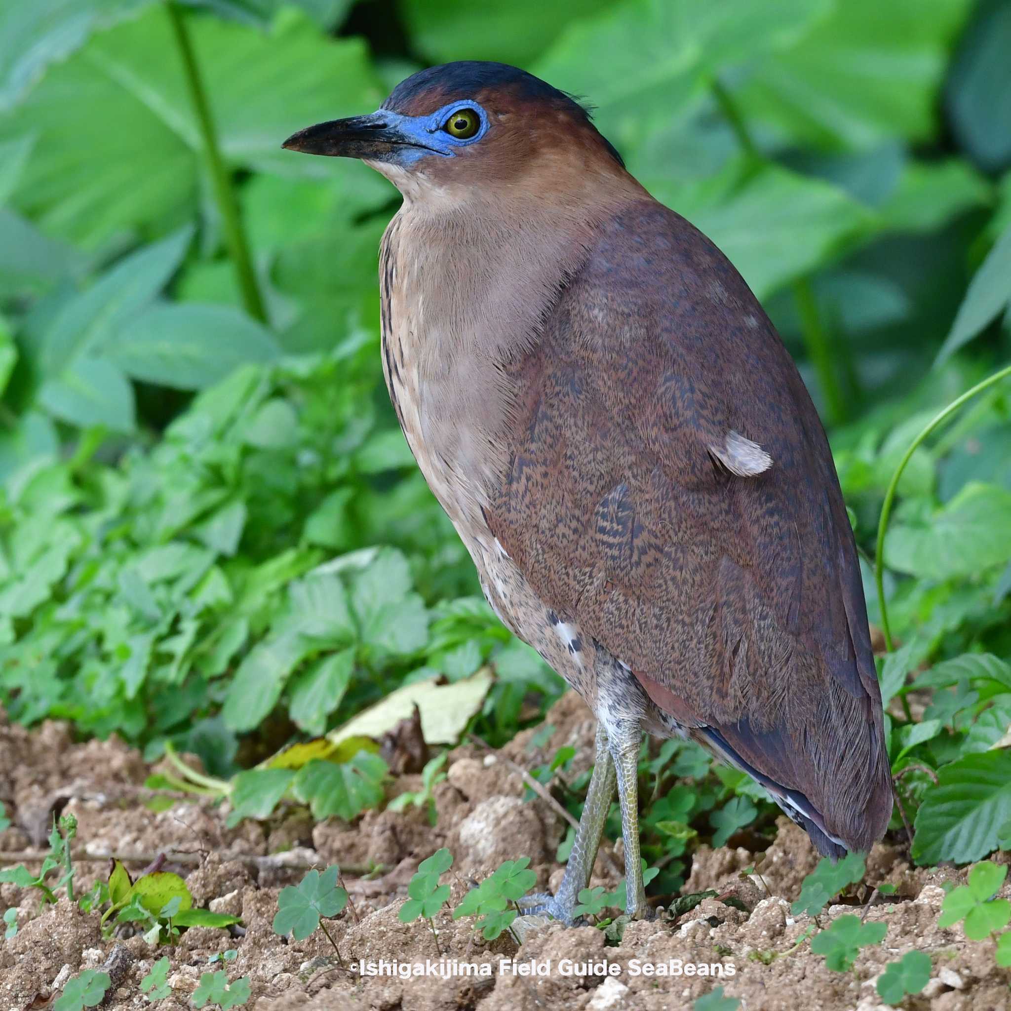 Malayan Night Heron