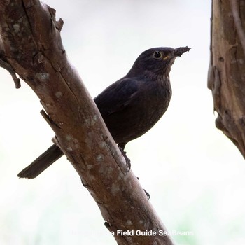 Chinese Blackbird Ishigaki Island Tue, 2/23/2021
