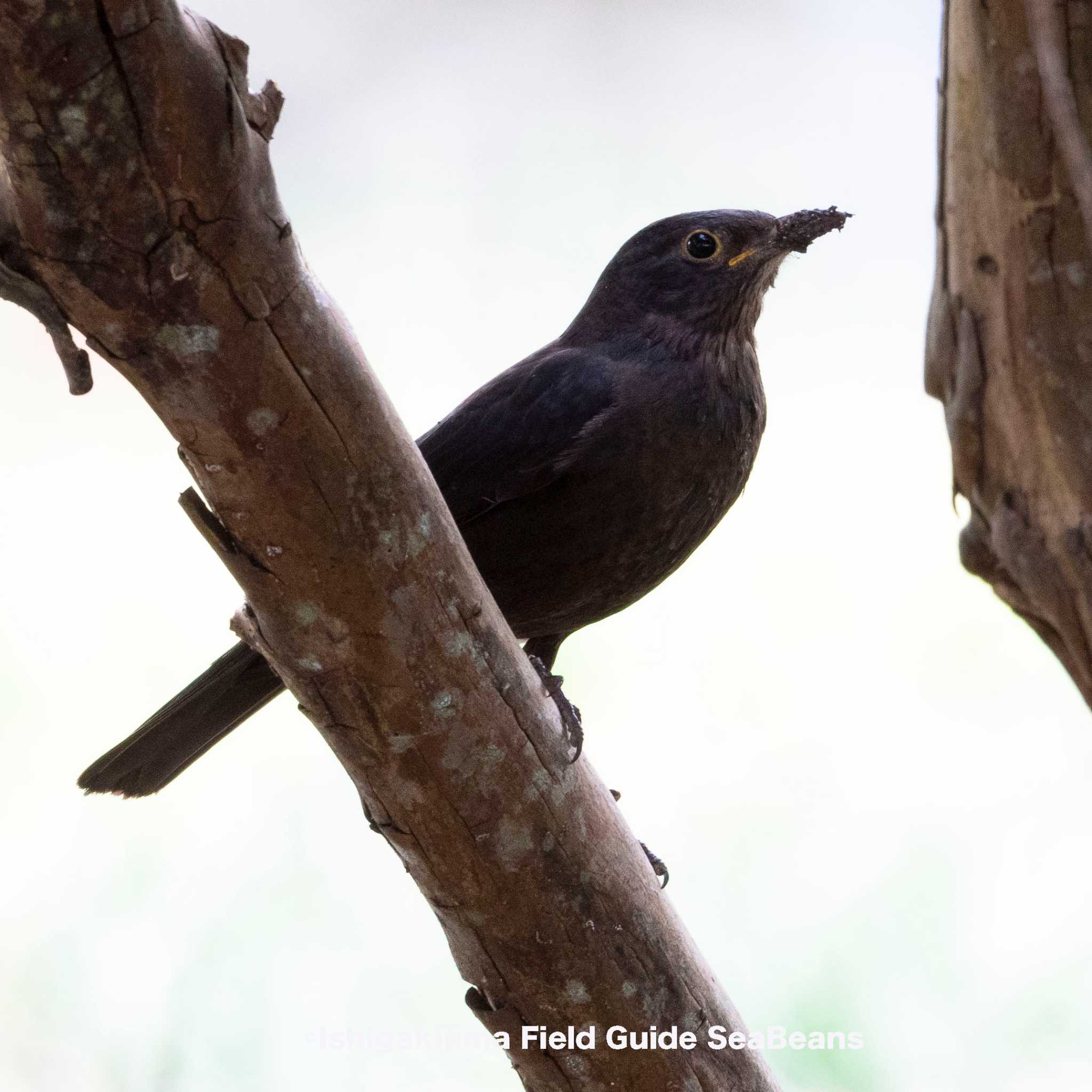 Chinese Blackbird