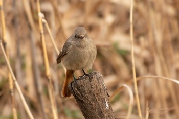 2021年2月23日(火) 舞岡公園の野鳥観察記録