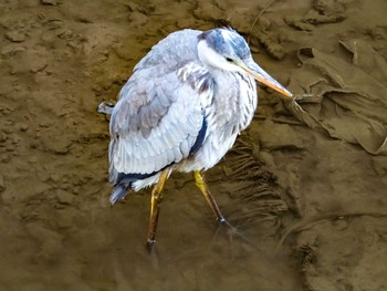 2021年2月19日(金) 奈良川の野鳥観察記録