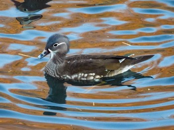 Mandarin Duck 奈良山公園 Fri, 2/19/2021