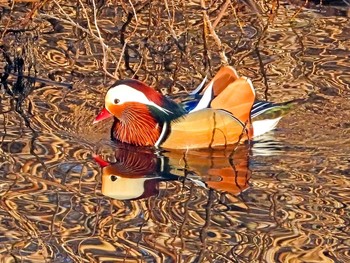 Mandarin Duck 奈良山公園 Fri, 2/19/2021