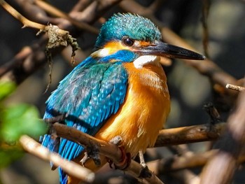 Fri, 2/19/2021 Birding report at 恩田川