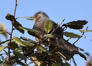 Brown-eared Bulbul Kasai Rinkai Park Tue, 2/23/2021