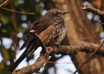 Brown-eared Bulbul Kasai Rinkai Park Tue, 2/23/2021