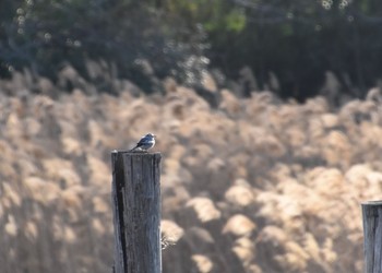 White Wagtail Kasai Rinkai Park Tue, 2/23/2021