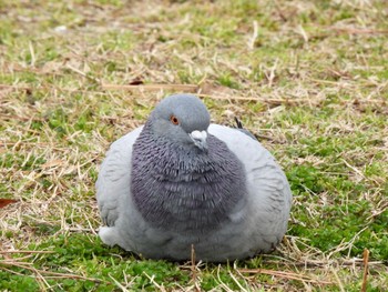 カワラバト 平磯緑地公園 2021年2月23日(火)