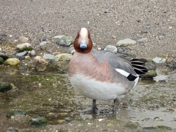 2021年2月23日(火) 平磯緑地公園の野鳥観察記録